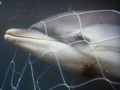 dolphin drowned in net